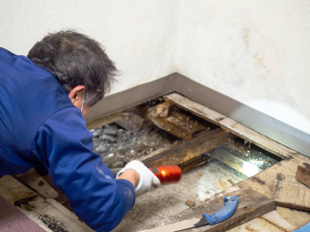 Best Certified Mold Removal  in Ara, AL