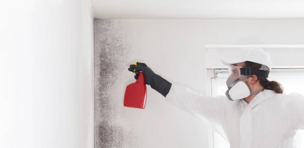Mold Removal Process in Ara, AL
