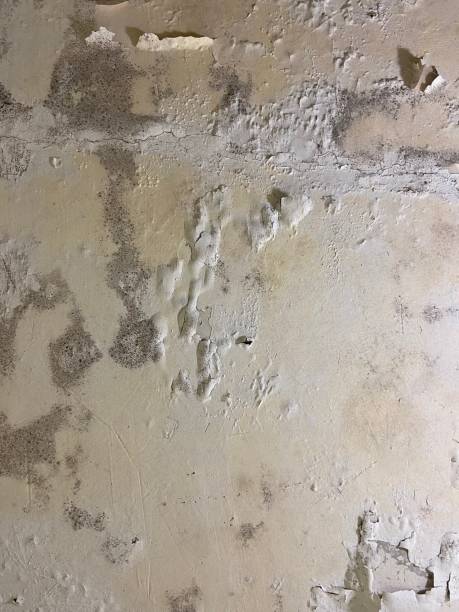 Best Mold Inspection  in Ara, AL